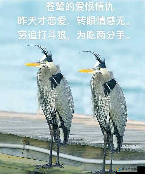 桃色男女剧情介绍:一段充满爱恨情仇的情感纠葛故事