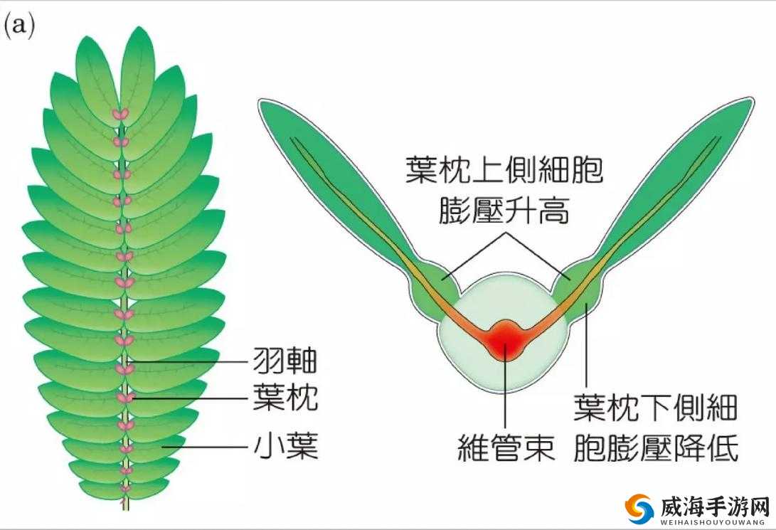 含羞草实验所隐藏 2024:探寻其背后的神秘现象与科学意义
