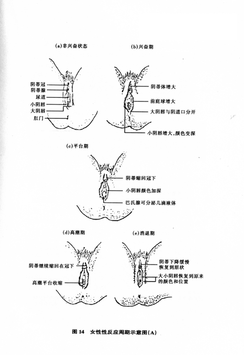 亚洲熟妇大荫蒂高潮 A 片:极致私密的性体验
