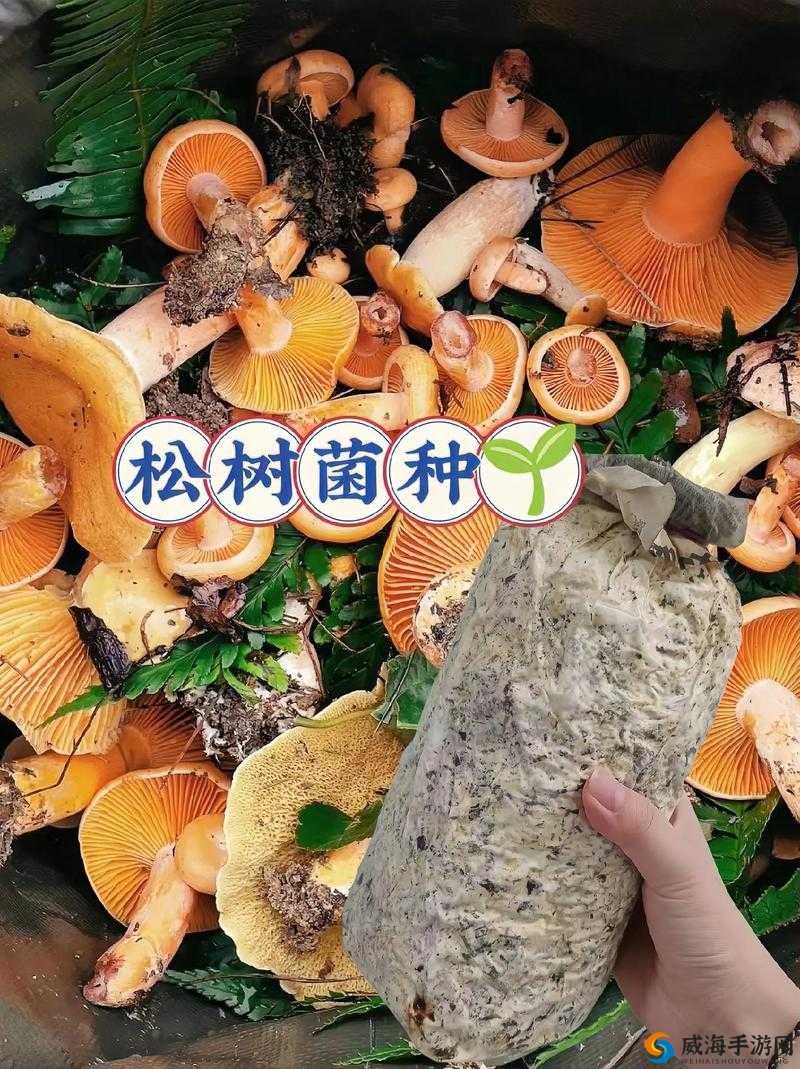 旅行物语蘑菇采集地点详解,3星蘑菇汇总