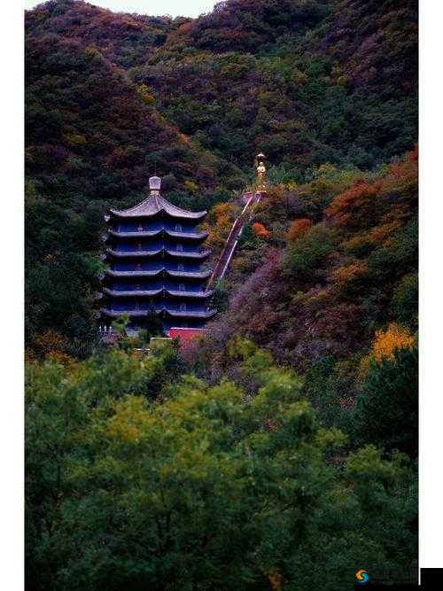水帘白瀑如饥似渴一丛金黄排名再次被抢：背后的故事与影响