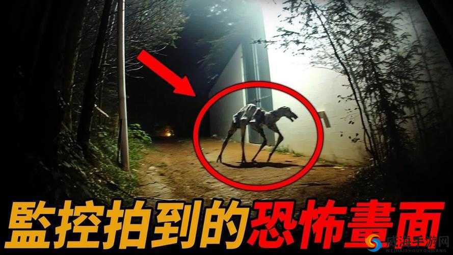 在野外截取的一段震撼心灵的视频
