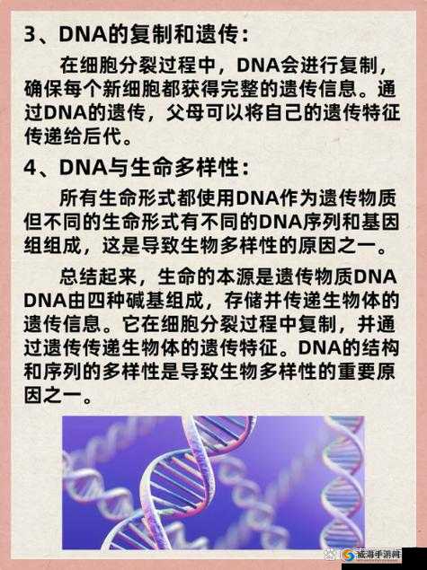 母亲 DNA 和儿子 DNA 一样不:探寻亲子遗传的奥秘所在