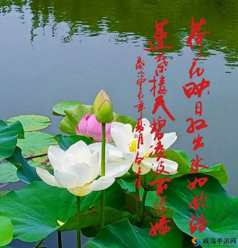 红莲盛开，碧水荡漾，等君来浴