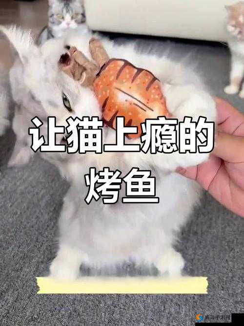 就喜欢听你叫 1V1 烤鱼猫：这独特称呼背后的故事