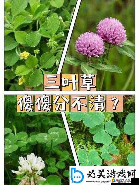 成品人与精品人区别四叶草的奥秘探讨