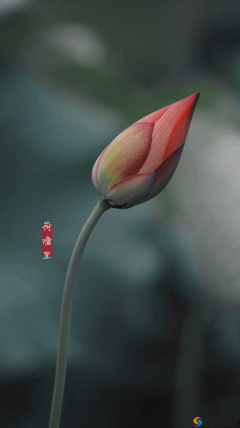 花与剑手游探索，四合院荷花与长安拍照地点全解析