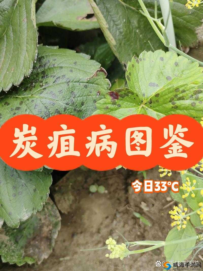 草莓湿漉漉是好事还是恶性这一现象背后的原因及影响探讨