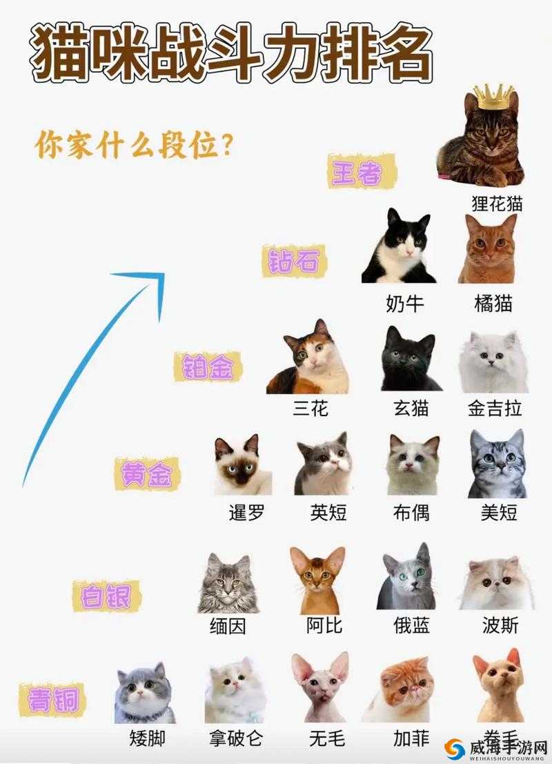 觊觎 1v2 猫丸:一场怎样的激烈战斗?