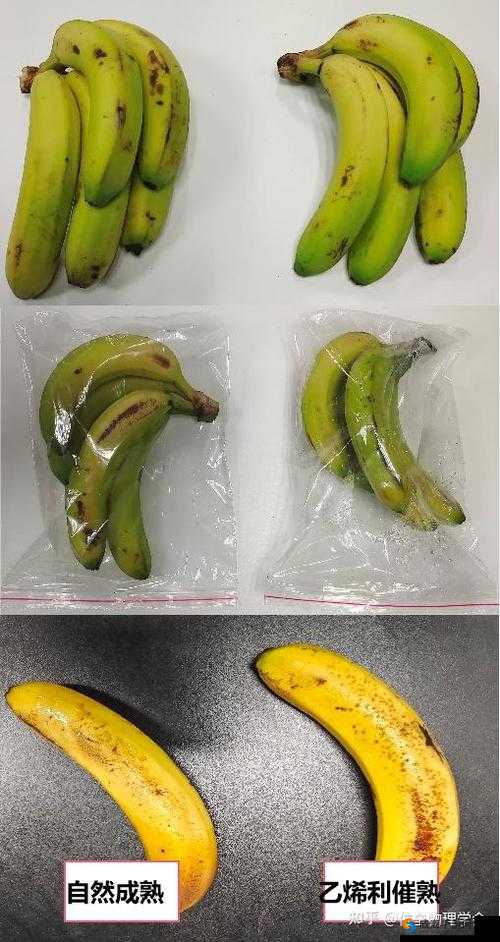 天堂 1 香蕉汁加多少血：深入探究其回血效果与影响因素