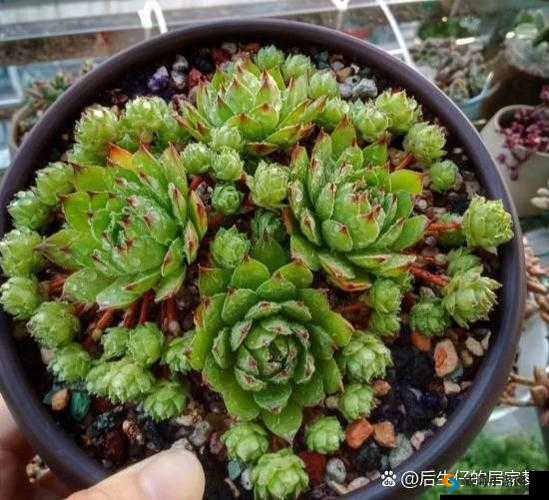 肉观音莲：佛教文化中的珍品，神秘而独特