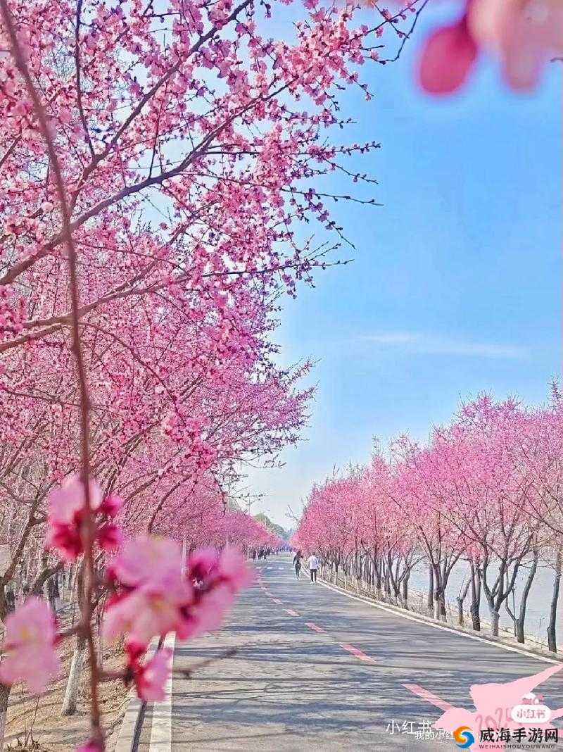 盛开的樱花:绚烂而浪漫的 16q808a