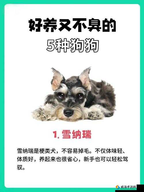 狗狗的东西又硬又烫又臭这一现象背后的原因究竟是什么