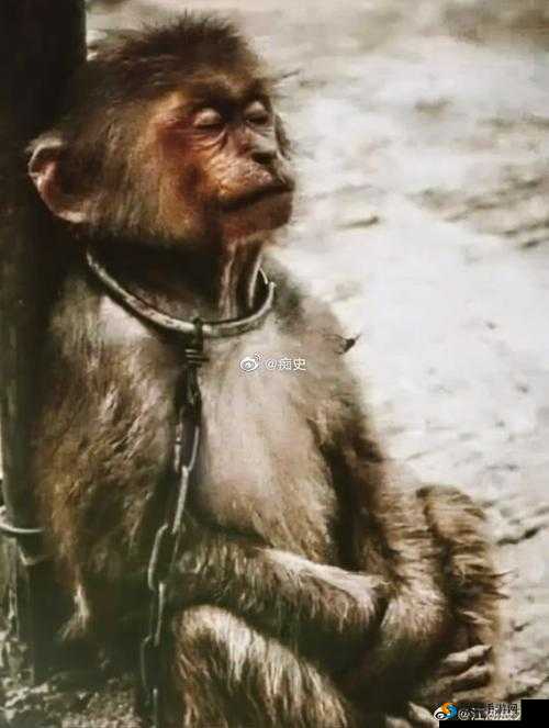 二人生猴子不盖被子免费引发的奇妙后续探讨