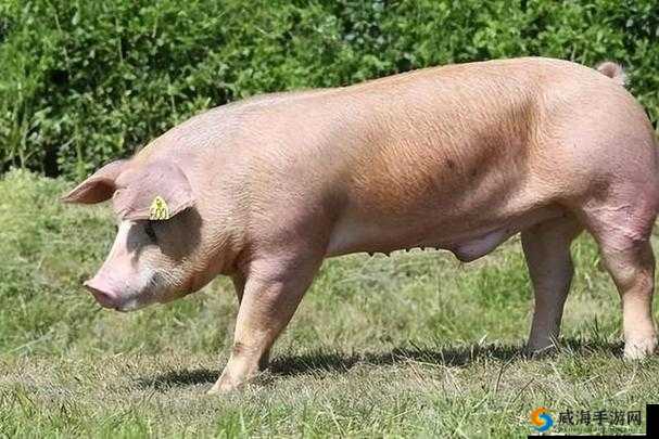 美国 Zoom 动物猪:探究其独特的生活习性与特点