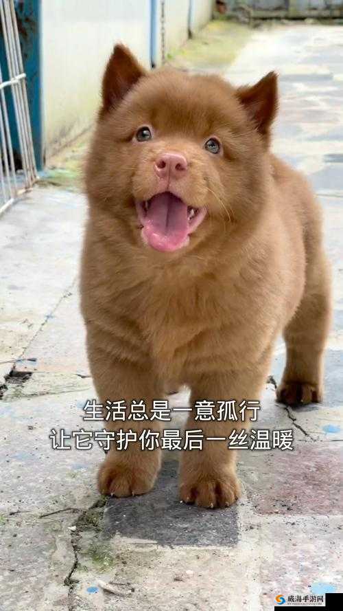 一人一狗卡了六个小时视频：令人惊讶的被困经历