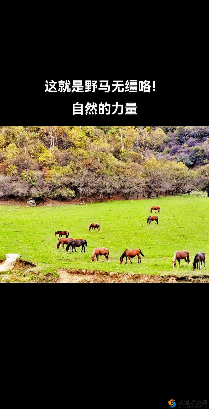 Zoom26 牧场：一个充满自然与活力的神奇之地