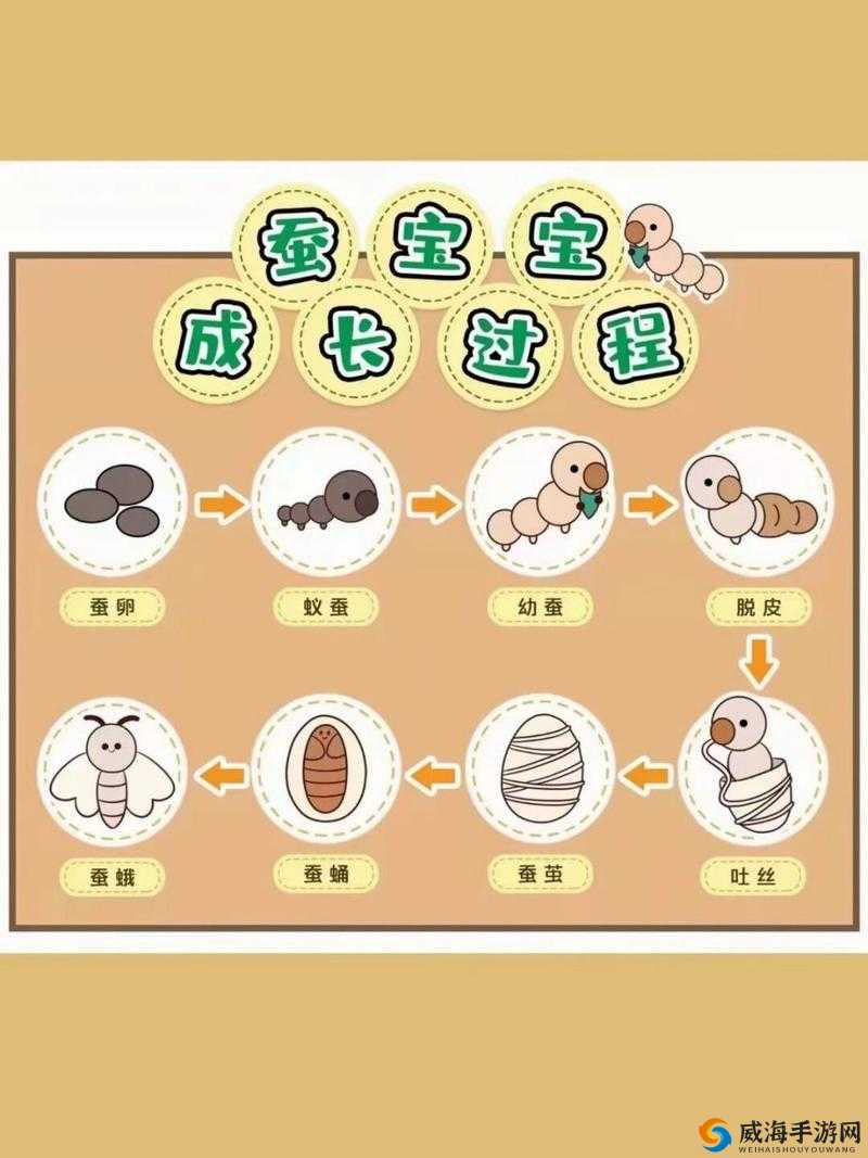 蚕的养殖方法与生命历程探索