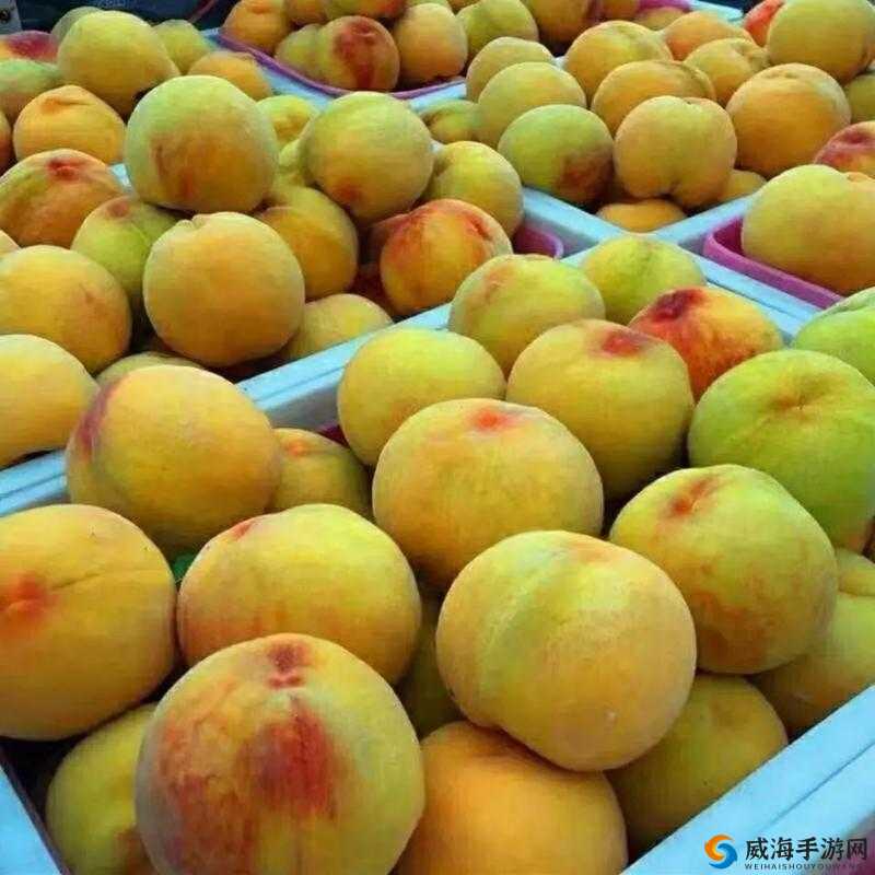 9612 黄桃亚洲品质：源自优质产地的甜蜜诱惑
