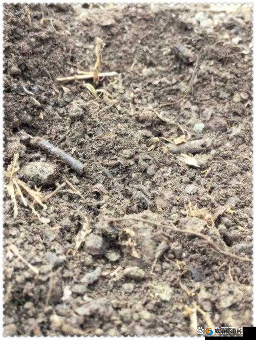 黑土被爆炒竟神奇出白水这一奇特现象解析