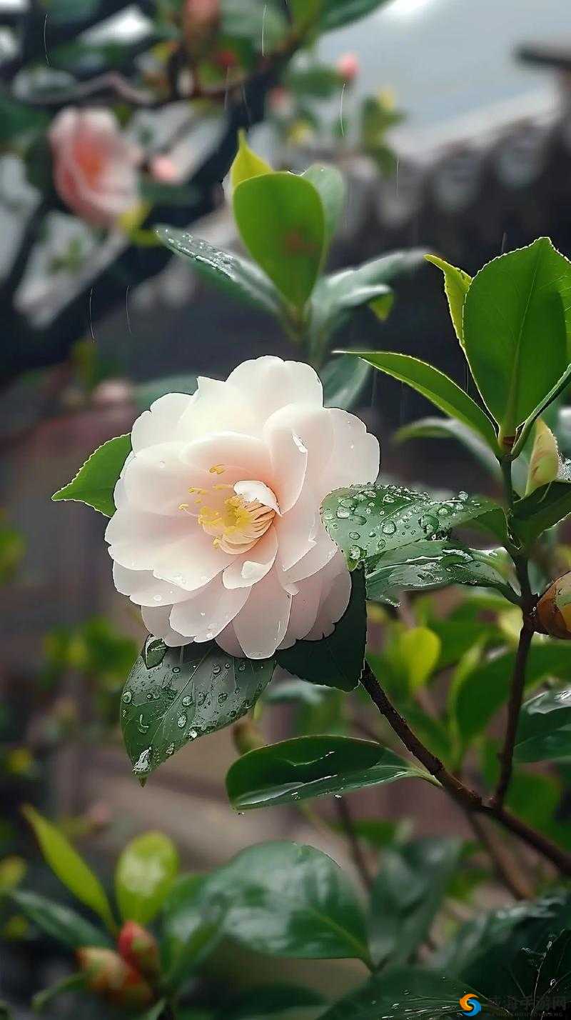 花落伴花途柔佳美丽的儿媳妇：愿其人生繁花似锦岁月安