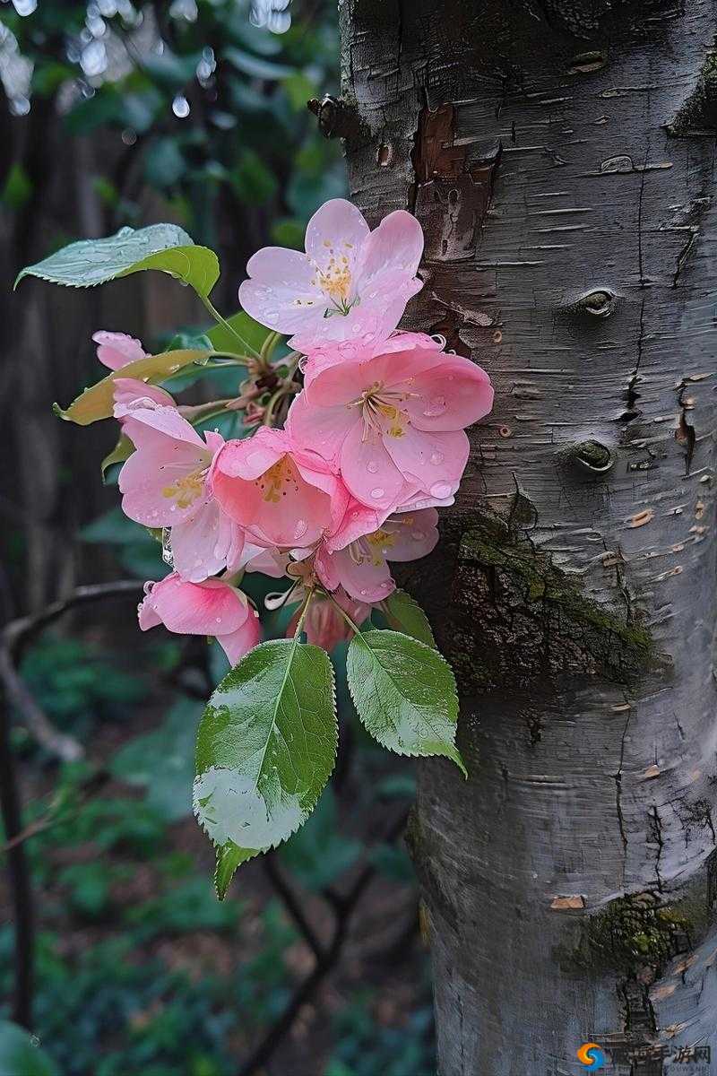破除摘花系列:让花朵在枝头绽放
