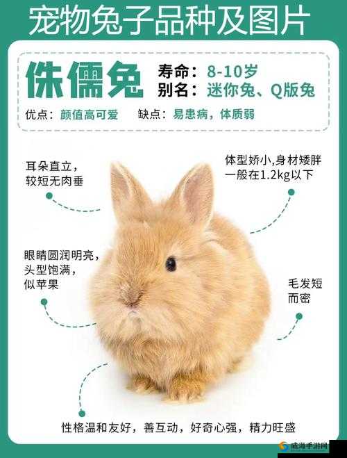 咬小兔兔的视频教程：详细步骤与技巧全解析