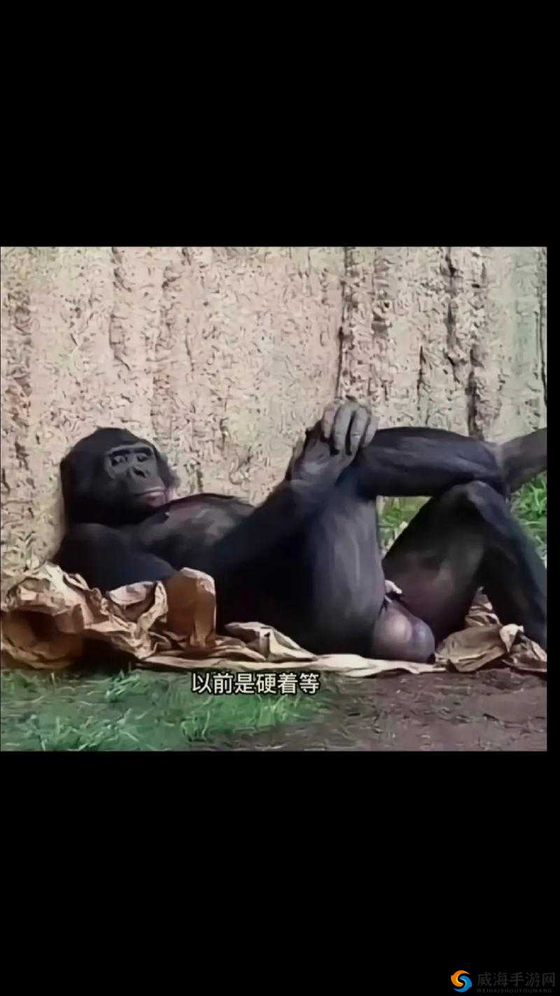 美国 ZOOM 动物在线观看：精彩动物世界等你来探索