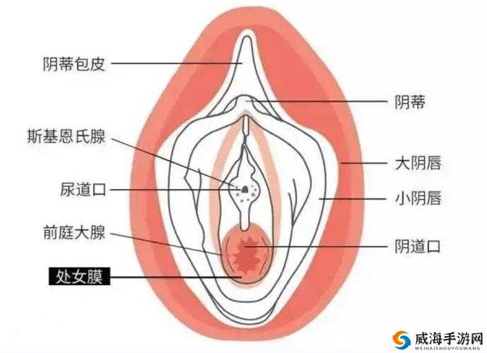 初女破初相关视频：探索那独特的一刻