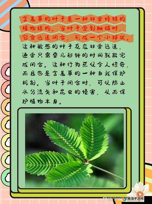 啊～你 tm 别了含羞草：关于它的一些有趣现象探讨