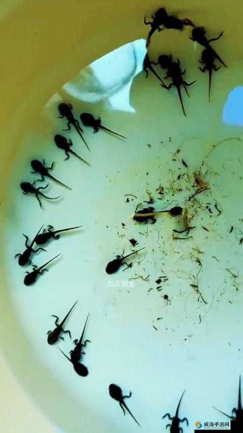 9l 视频自拍蝌蚪与成年人相关内容引发热议