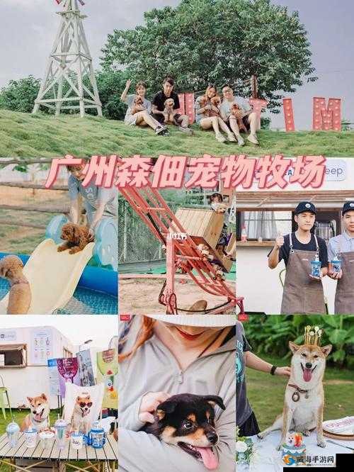ZOOMSERVO 兽狗牧场:独特的宠物乐园体验