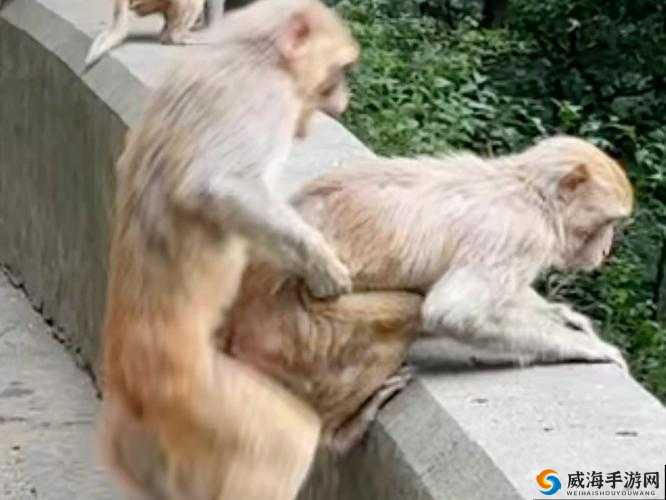 两个人生猴子的场景：一段奇妙而充满挑战的经历