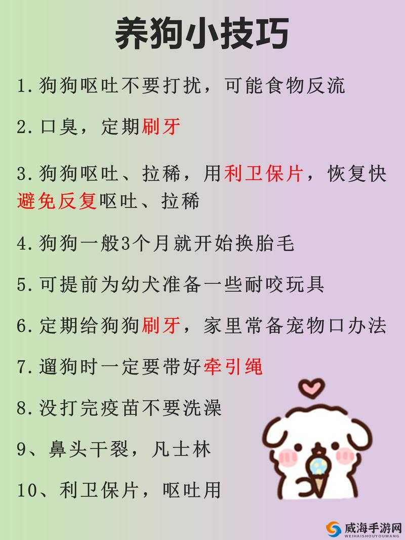 网调小狗的方法：全面详细指南及实用技巧分享