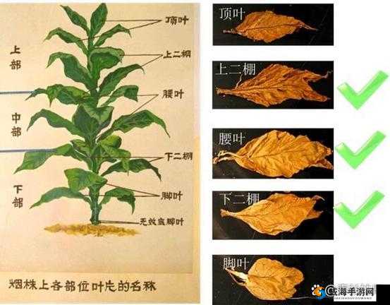 嫩叶草一区二区三区的区别：不同区域特点及差异分析