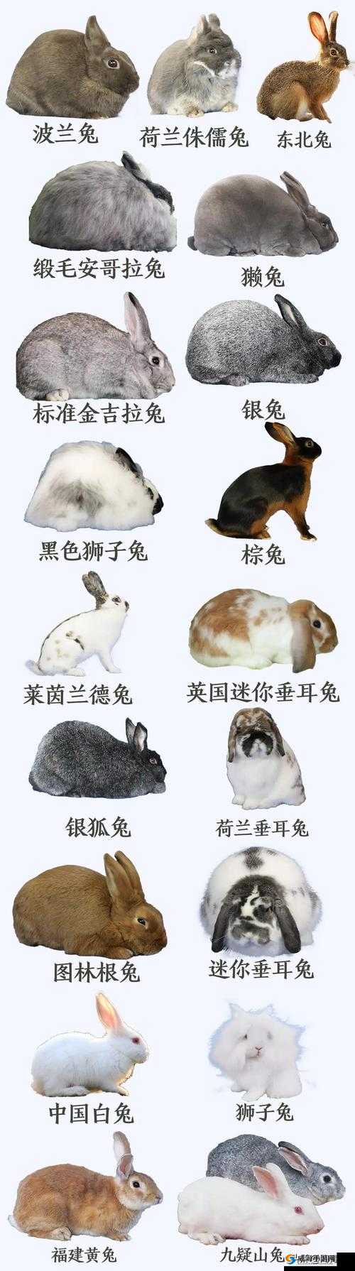 吸小兔兔的正确姿势:助您轻松掌握的实用指南