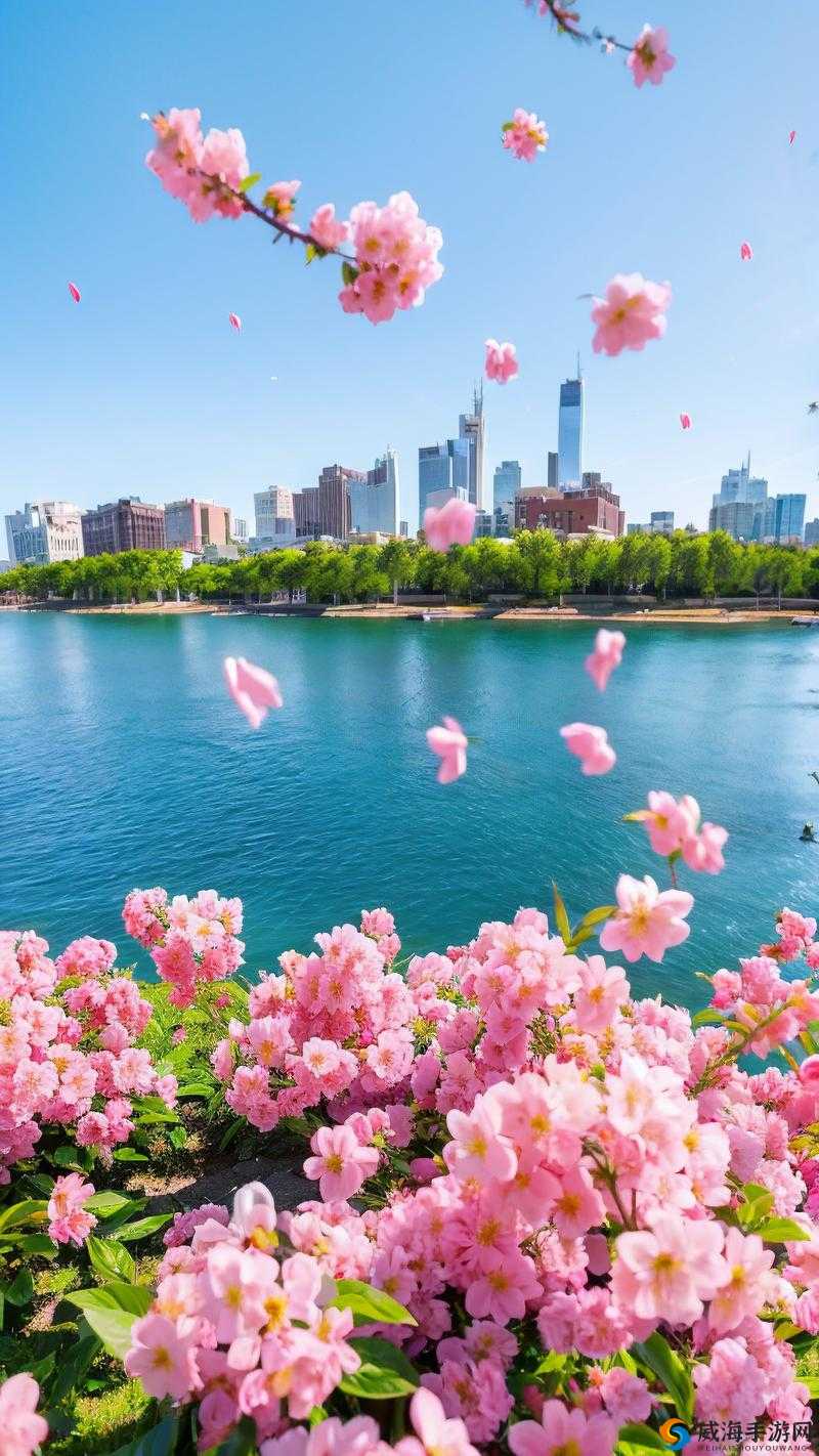 樱花视频高清播放在线观看：畅享极致视觉盛宴