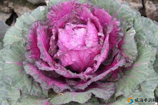 粉色大白菜（法国）：独特的异国蔬菜新亮点