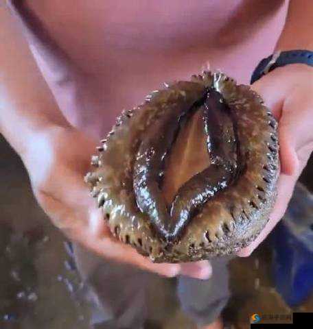 粉嫩鲍鱼 18p:一场关于海洋生物的奇妙冒险