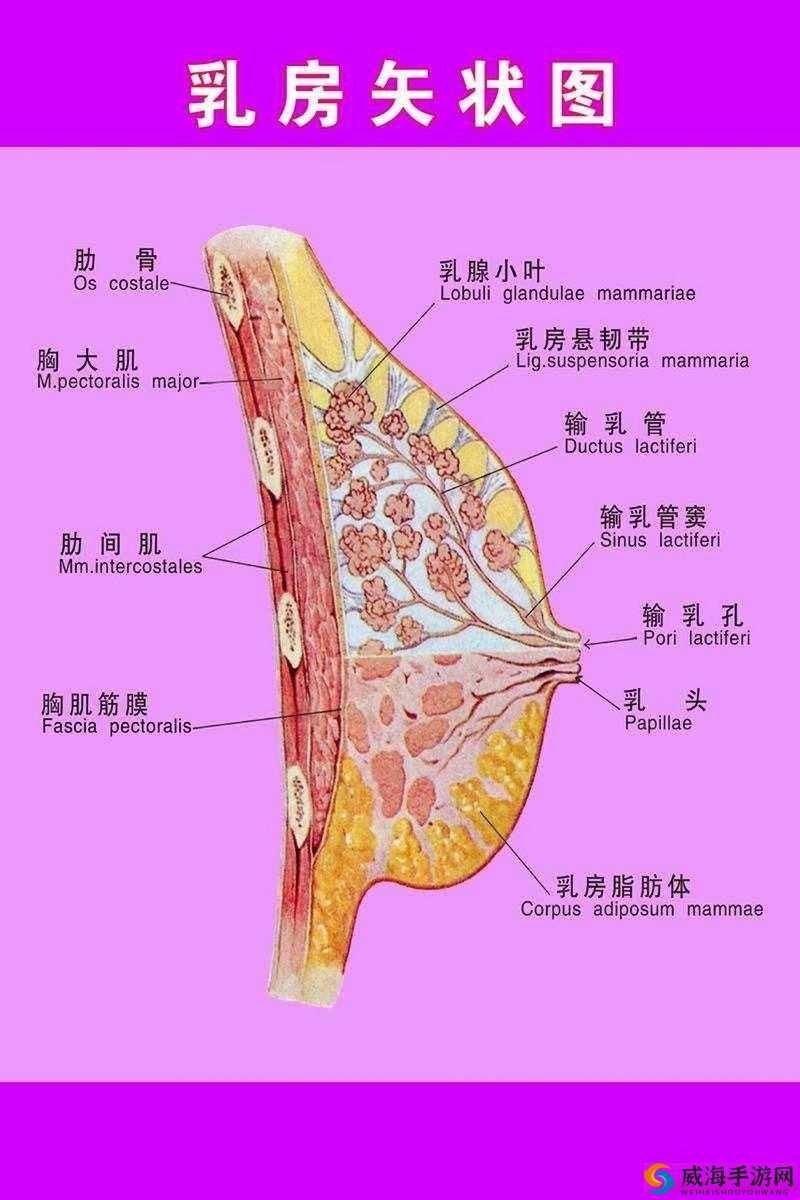 18 岁乳房捏起来中间有硬块：可能存在的健康隐忧探讨