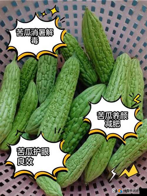 1313 苦瓜 ：探寻其独特魅力与营养价值的奥秘
