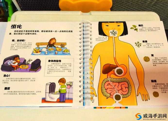 从上面摸到下面：探索身体奥秘的奇妙之旅