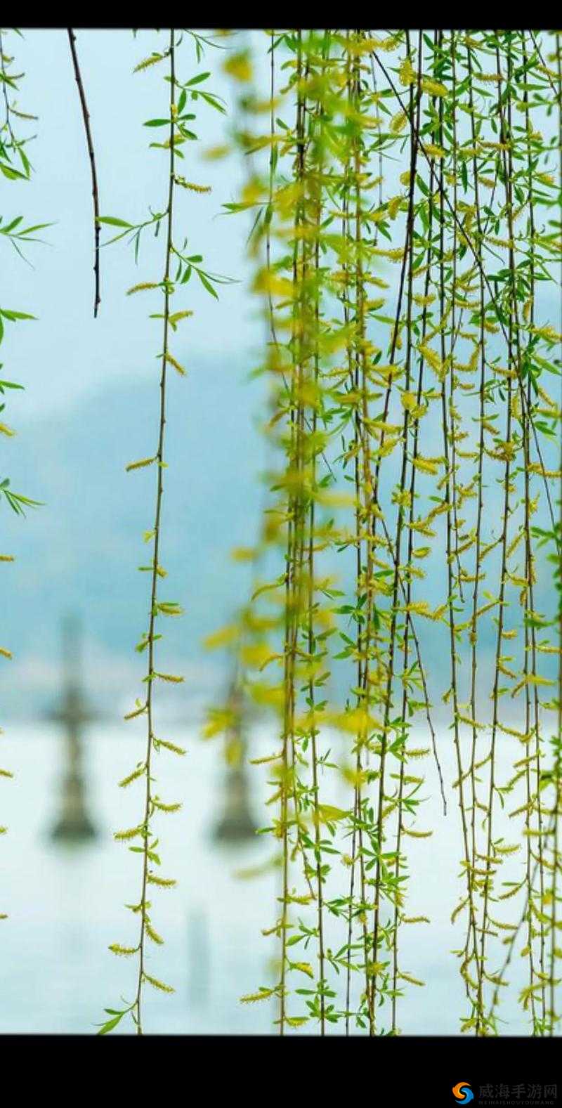 桃花流水芳草萋萋:解读春天的诗意与美好