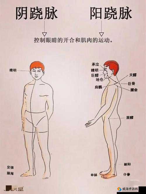 他的腰身缓缓下沉：探究身体下沉的奥秘