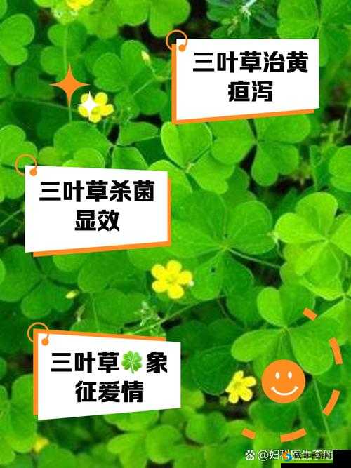 三叶草 GW4334 是什么：一种药物的探索