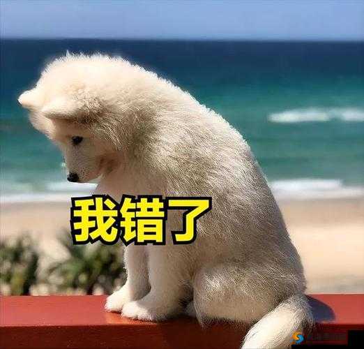 主人我错了请把它关掉好吗：真心认错希望能得到您的原谅
