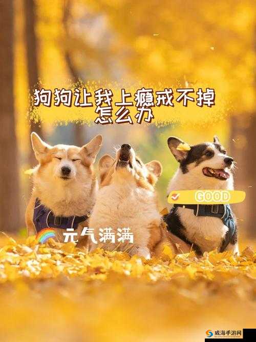 狗狗让我上瘾戒不掉怎么办——陷入其中难以自拔该如何是好