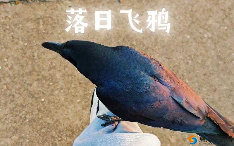 深度按摩鸦鸦吃肉不吃是素笔之独特体验探讨