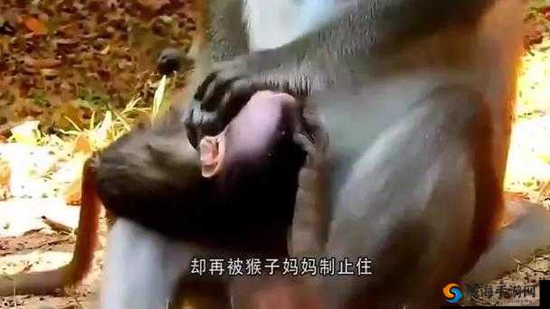 二人不盖被子生猴子全程引发的思考与探讨