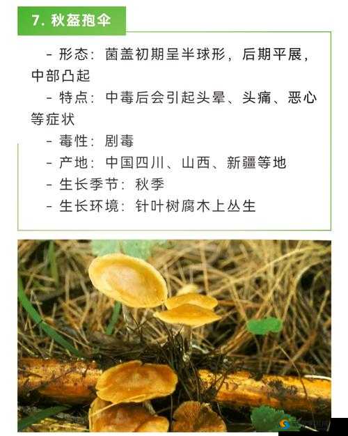 17c爆料独家揭秘：蘑菇生成的惊人真相与背后的科学原理解析